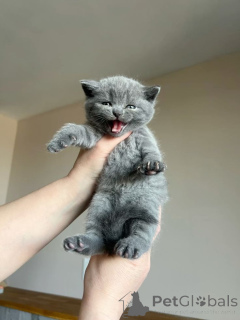 Photo №2 de l'annonce № 173820 de la vente british shorthair - acheter à Allemagne éleveur