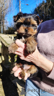 Photo №2 de l'annonce № 165453 de la vente yorkshire terrier - acheter à Belgique annonce privée, éleveur