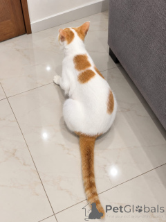 Photo №3. Chaton disponible à l'adoption !. Estonie