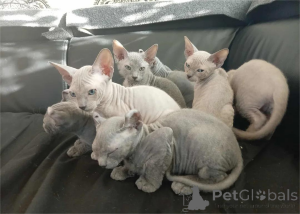 Photo №1. sphynx - à vendre en ville de Bottrop | 350€ | Annonce № 153227