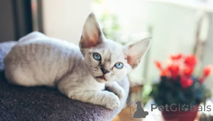 Photo №2 de l'annonce № 173123 de la vente cornish rex - acheter à Islande annonce privée, éleveur
