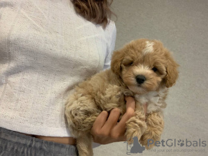 Photo №3. CONDITIONS GENERALES DE VENTE maltipoo f1 min, livraison, marchandage, maltipoo. Ukraine