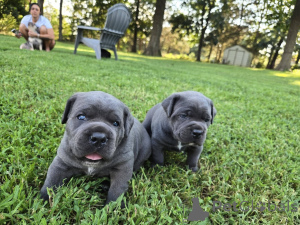 Photo №2 de l'annonce № 173404 de la vente cane corso - acheter à Danemark annonce privée, éleveur