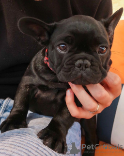 Photo №3. Chiots bouledogue français à vendre. Allemagne