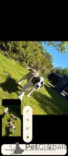 Photo №1. saint-bernard - à vendre en ville de Förby | 490€ | Annonce №168897
