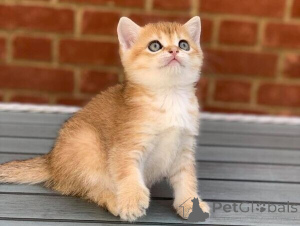 Photo №1. scottish fold - à vendre en ville de Bayerisch Eisenstein | négocié | Annonce № 167586