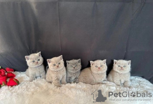 Photo №1. british shorthair - à vendre en ville de Салоники | Gratuit | Annonce № 117290