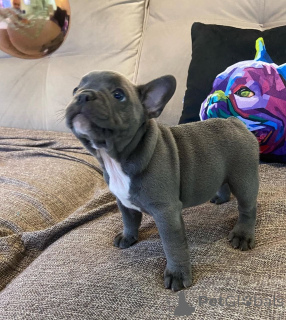 Photo №4. Je vais vendre bouledogue en ville de Fracasse. annonce privée - prix - 650€
