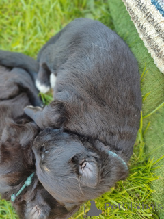 Photo №4. Je vais vendre berger allemand en ville de Cracovie. éleveur - prix - 850€