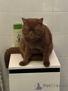 Photo №1. british shorthair - à vendre en ville de Berlin | négocié | Annonce № 165886