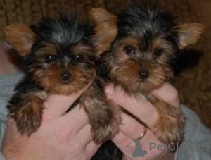 Photo №1. biewer yorkshire terrier - à vendre en ville de Васа | Gratuit | Annonce №127898