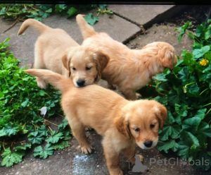 Photo №1. golden retriever - à vendre en ville de Donzdorf | 350€ | Annonce №178868