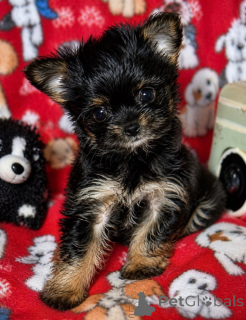 Photo №2 de l'annonce № 168220 de la vente biewer yorkshire terrier - acheter à USA éleveur
