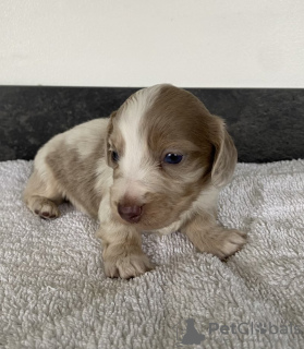 Photo №4. Je vais vendre teckel en ville de Munich. annonce privée - prix - 550€