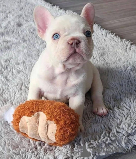 Photo №1. bouledogue - à vendre en ville de Bamberg | 360€ | Annonce №118274