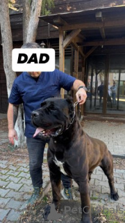 Photo №1. cane corso - à vendre en ville de Bayroit | 580€ | Annonce №175106
