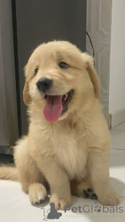 Photo №2 de l'annonce № 168090 de la vente labrador retriever - acheter à Allemagne annonce privée