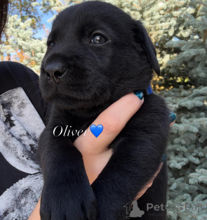 Photo №2 de l'annonce № 178543 de la vente labrador retriever - acheter à Suisse éleveur