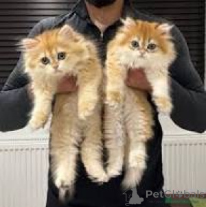 Photo №1. british longhair - à vendre en ville de Marseille | 500€ | Annonce № 165939