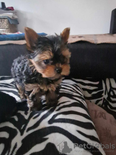 Photo №1. yorkshire terrier - à vendre en ville de Würzburg | 265€ | Annonce №119353