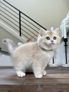 Photo №2 de l'annonce № 152478 de la vente british shorthair - acheter à Suisse éleveur