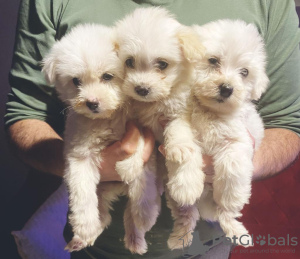 Photo №1. bichon maltais - à vendre en ville de Copenhague | négocié | Annonce №40432