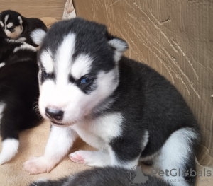 Photo №4. Je vais vendre husky de sibérie en ville de Юлихярмя. annonce privée - prix - 1000€