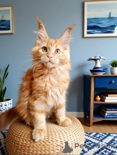 Photo №1. maine coon - à vendre en ville de Rivière moscou | 808€ | Annonce № 169055