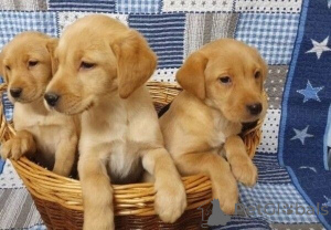 Photo №1. labrador retriever - à vendre en ville de Goslar | 350€ | Annonce №171460