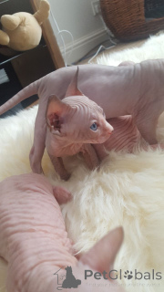 Photo №4. Je vais vendre sphynx en ville de Sédans. annonce privée, éleveur - prix - 1230€