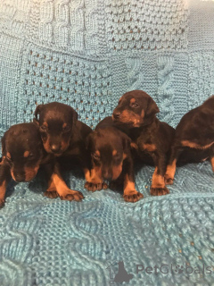 Photo №1. dobermann - à vendre en ville de Bai-mars | négocié | Annonce №160029