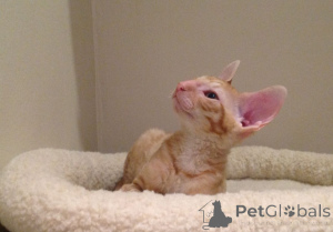 Photo №2 de l'annonce № 173221 de la vente cornish rex - acheter à La croatie annonce privée, éleveur
