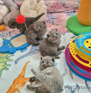 Photo №1. british shorthair - à vendre en ville de Erlangen | 350€ | Annonce № 178168