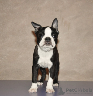 Photos supplémentaires: Chiots boston terrier à vendre