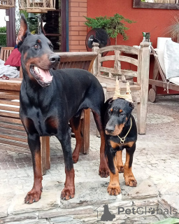 Photo №1. dobermann - à vendre en ville de Leipzig | 900€ | Annonce №148999