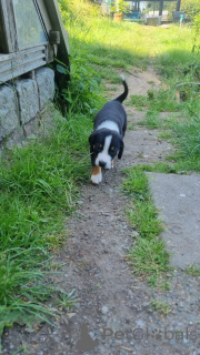 Photo №1. bouvier de l’appenzell - à vendre en ville de Aalen | 350€ | Annonce №147550