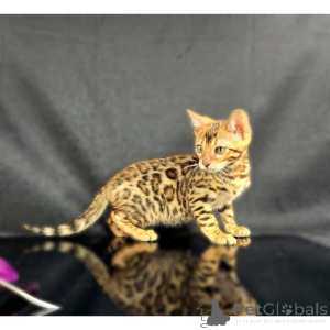 Photo №1. bengal - à vendre en ville de Aston | 350€ | Annonce № 174380