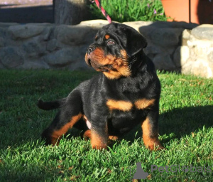 Photo №3. Chiots Rottweilers. Suède