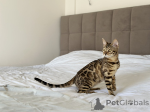 Photo №1. bengal - à vendre en ville de Kansas City | négocié | Annonce № 139149