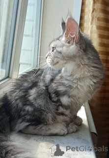 Photo №2 de l'annonce № 149173 de la vente maine coon - acheter à Fédération de Russie de la fourrière