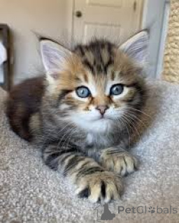 Photo №2 de l'annonce № 166939 de la vente chat des forêts norvégiennes - acheter à La finlande annonce privée, éleveur