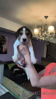 Photo №4. Je vais vendre chien russe en ville de Hambourg. annonce privée - prix - 2€