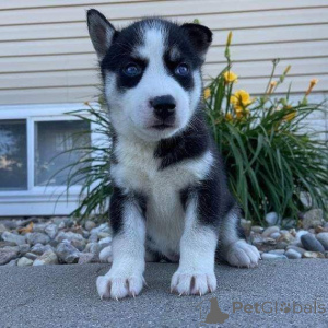 Photo №1. husky de sibérie - à vendre en ville de Helsinki | Gratuit | Annonce №160308