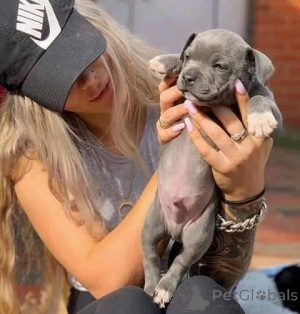 Photo №2 de l'annonce № 165304 de la vente staffordshire bull terrier - acheter à France éleveur