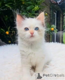Photo №3. Weibliches Ragdoll-Kätzchen (Phoque Tortie Bicolore). Allemagne
