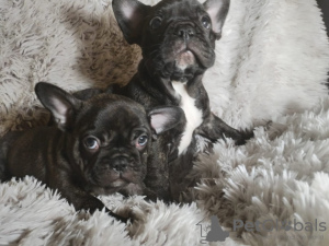 Photo №1. bouledogue - à vendre en ville de Sydney | Gratuit | Annonce №89738