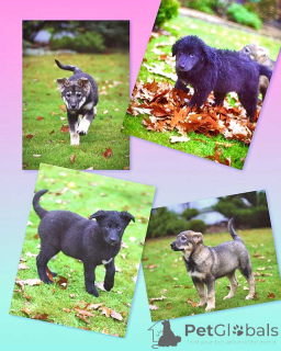 Photo №1. chien bâtard - à vendre en ville de Moskova | Gratuit | Annonce №158292