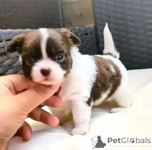 Photo №2 de l'annonce № 165175 de la vente chihuahua - acheter à Allemagne 