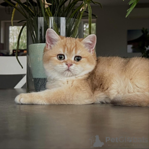 Photo №2 de l'annonce № 159633 de la vente chat chinchilla - acheter à Allemagne éleveur