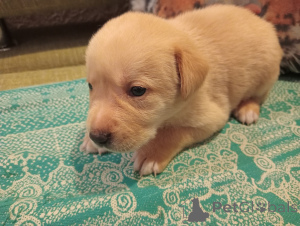 Photo №3. Chiot. Fédération de Russie